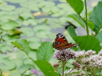 Close-up of butterfly pollinating on flower