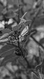 Close-up of insect on leaf