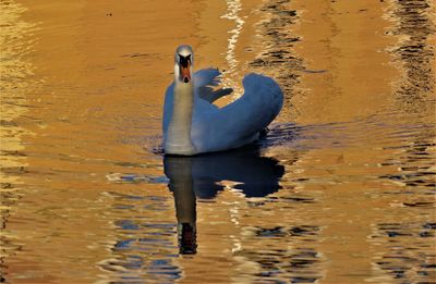 Swan swimming in lake