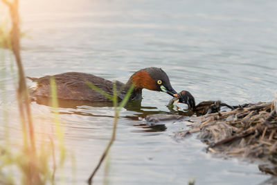 Close-up of ducks swimming on lake