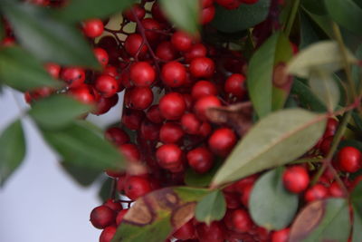 Close-up of cherries