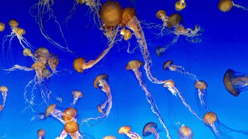 Close-up of jellyfish swimming in sea