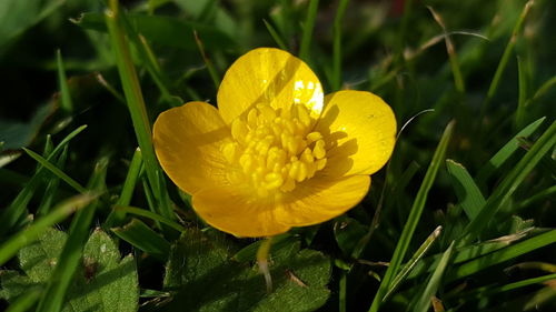 Close-up of yellow flower blooming in field