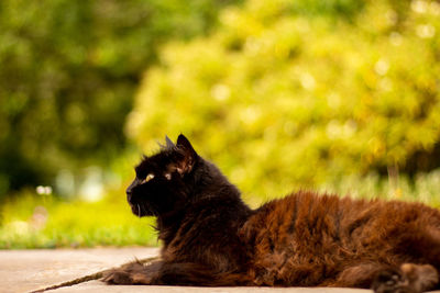 Side view of a cat looking away