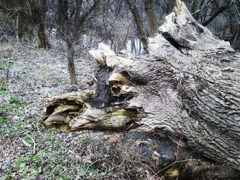 Dead tree trunk in forest