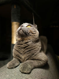 Close-up of cat