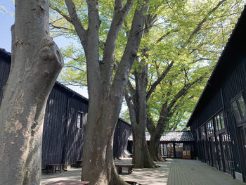 Footpath amidst trees and buildings in city