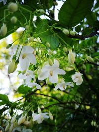 Low angle view of fresh flower tree