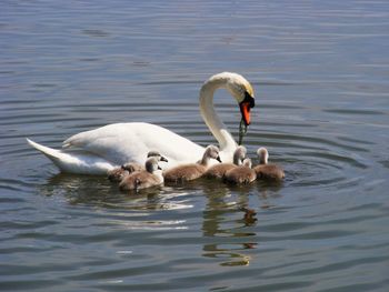 Swan with young ones in water