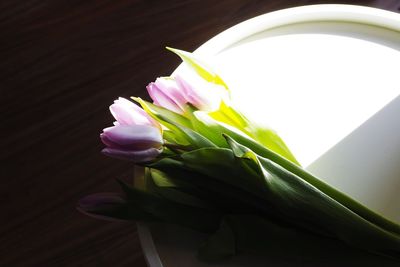 Close-up of white tulip flower