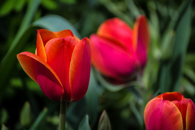 Close-up of red tulip flowers in park