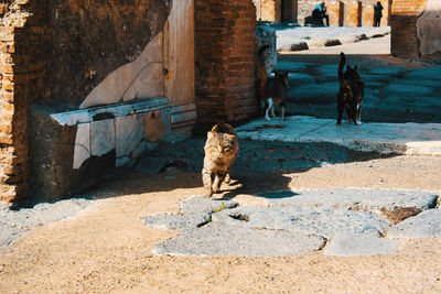 View of a dog on the wall