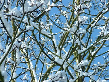 Low angle view of tree against blue sky