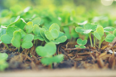 Close-up of fresh green plant on field