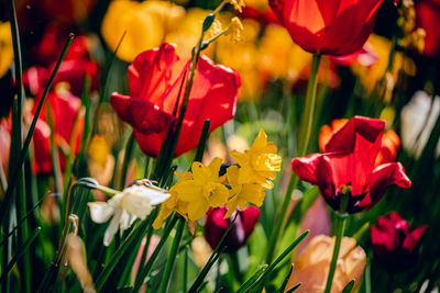 Close-up of red poppy flowers on field