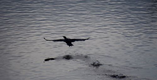 View of birds in water