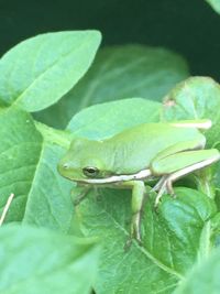 Close-up of frog on leaf