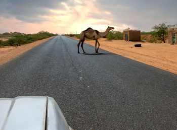 Semi-wild camel running across an asphalted road, sudan