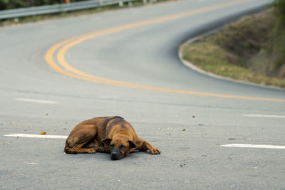 High angle view of dog on road