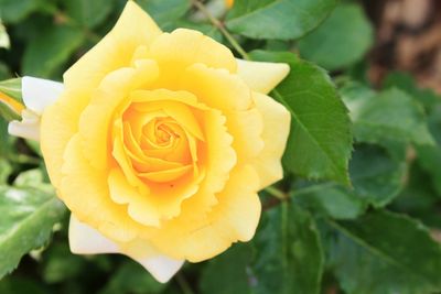 Close-up of yellow flower blooming outdoors