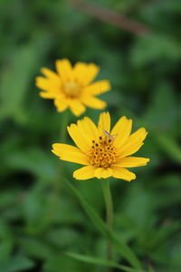 Close-up of yellow cosmos flower blooming outdoors