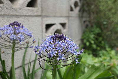 Close-up of purple flowering plant