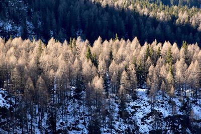 Larch pine trees in forest during winter. winter foliage illuminated by the sun, italian dolomites. 