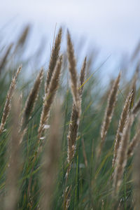 Close-up of stalks in field