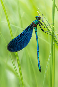 Close-up of insect on green plant