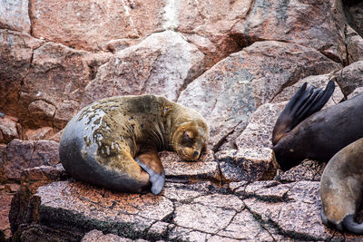 Close-up of seal on rock