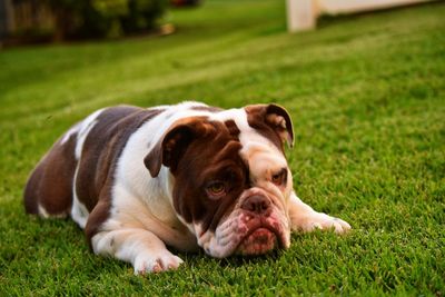 Portrait of puppy lying on grass