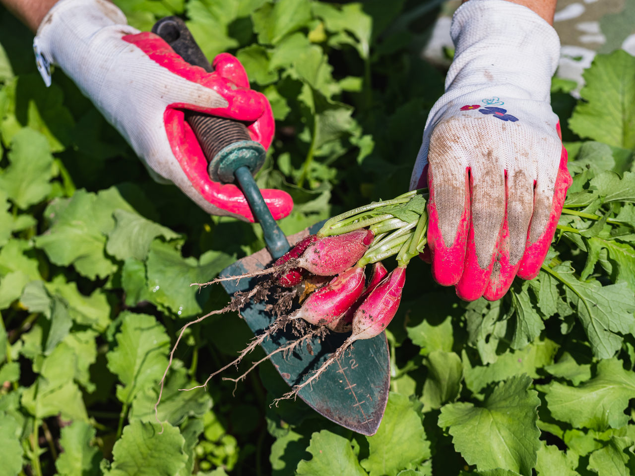 CLOSE-UP OF HAND HOLDING FLOWERING PLANTS