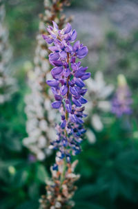 Close-up of purple flowering plant