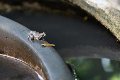 High angle view of insect on leaf