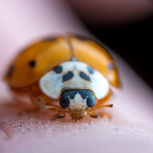 Close up of a lady bug.