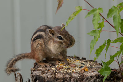 Close-up of chipmunk eating food on tree stump