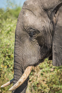Close-up of african elephant