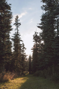 Trees in forest against sky