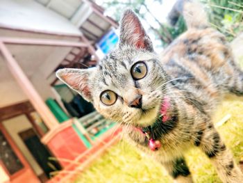 Close-up portrait of a cat