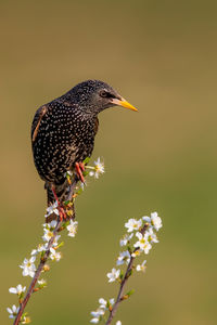 Close-up of bird perching on flower