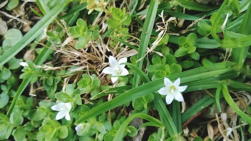 High angle view of flowers blooming outdoors