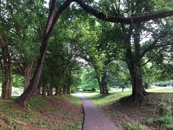 Road amidst trees in forest