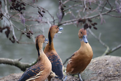 Close-up of birds perching on branch