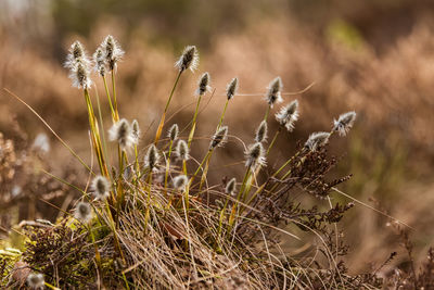 A beautiful cotton grass in a swamp in early spring