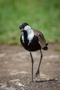 Close-up of bird on field