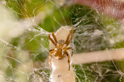 Close-up of spider on web