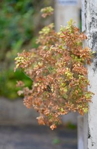 Close-up of flowers on tree