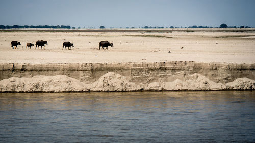 Buffaloes walking by river against sky