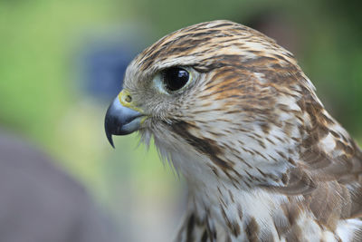 Close-up portrait of a bird