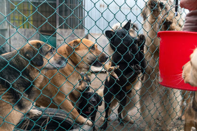 Stray dogs eat at the shelter. homeless eating dogs in a shelter cage kennel dogs locked.